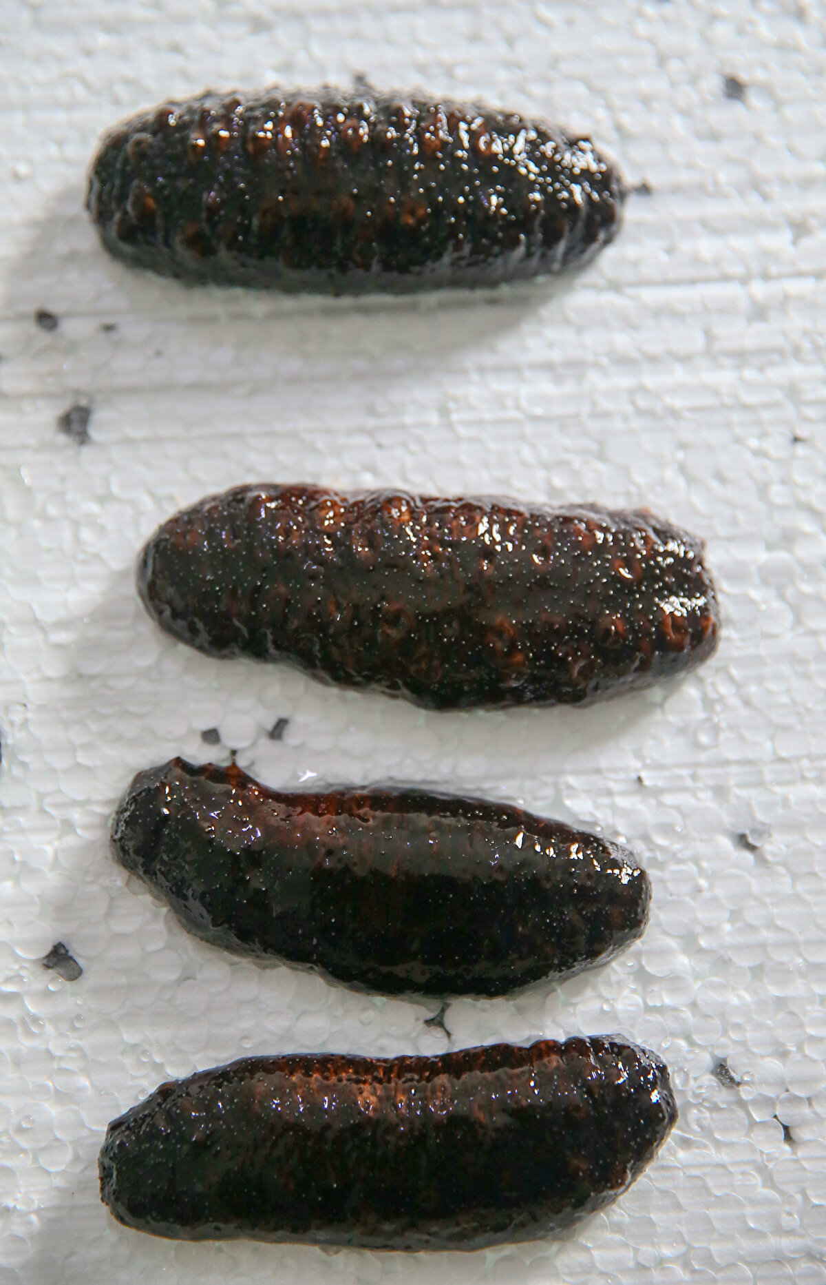 Deniz patlıcanı ihracatı artıyor<br>AA'nın haberine göre, Ege İhracatçı Birlikleri verilerine göre av miktarına göre yıllık 10 milyon dolara kadar çıkan deniz hıyarı ihracatı, 2022'nin 8 ayında 2 milyon 435 bin dolara ulaştı.