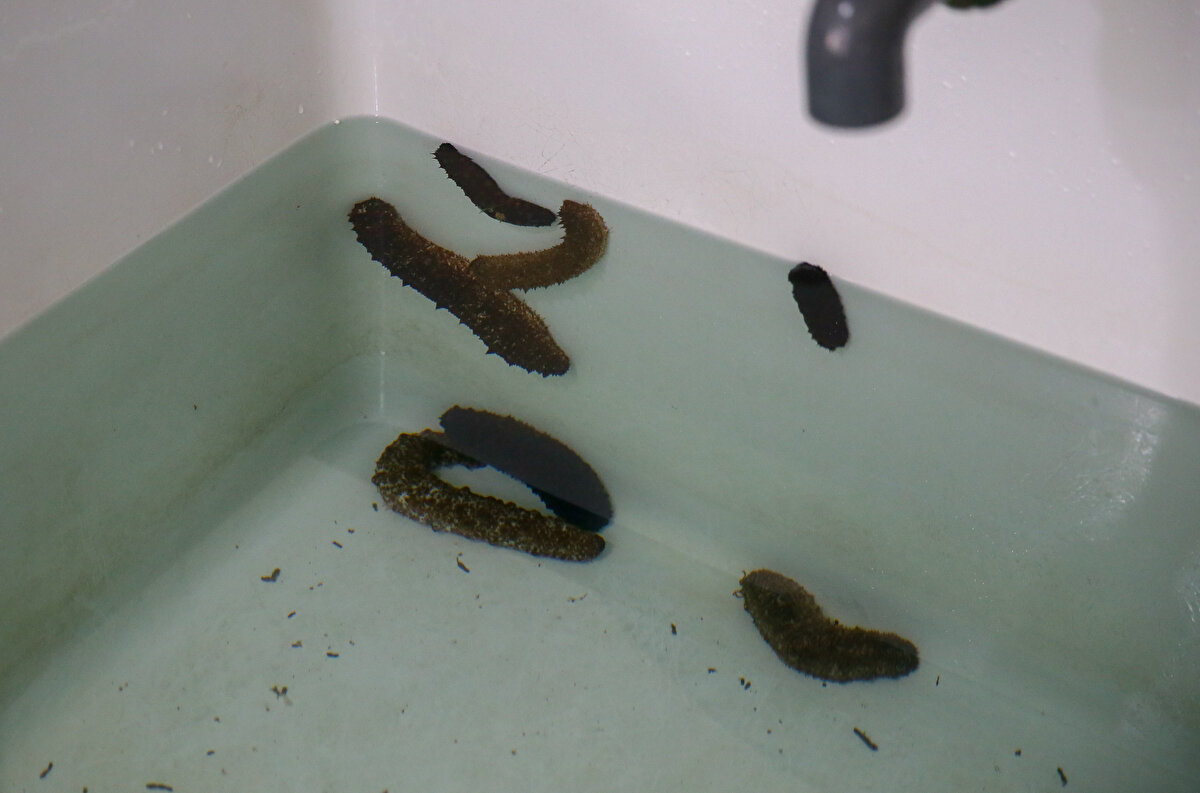 "Deniz patlıcanı ekolojik denge sağlıyor"<br>Projenin yürütücüsü olan EÜ Öğretim Üyesi Doç. Dr. Mustafa Tolga Tolon, deniz patlıcanının ekolojik dengenin sağlanması için su tabanındaki atık organik maddeyi tükettiğini söyledi.