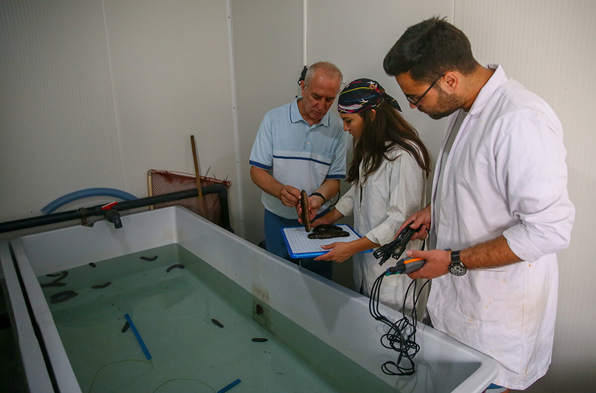 Tolon, "Bunun yanında besin davranışı gereği deniz tabanını karıştırarak oksijenlendirilmesini sağlıyor. Bu sayede deniz tabanındaki şartları diğer canlılar için de uygun hale getirerek deniz dibi yaşamının sürdürülebilirliğini destekliyor." dedi.<br><br>