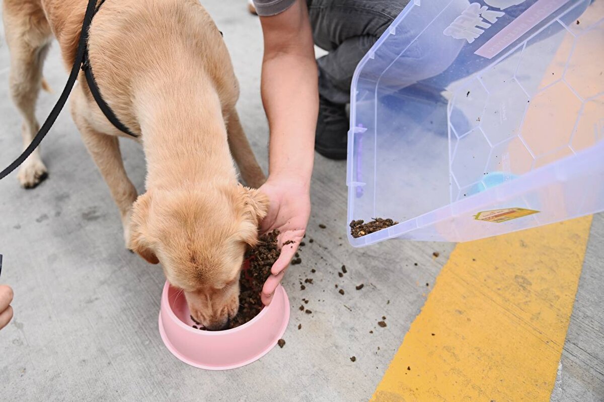 İlk kez Beyoğlu’nda kullanıma sunulan makinelerden ilçede faaliyet gösteren oteller, restoranlar ve kafeler de kısa sürede temin ederek projeye dahil olacaklar. Beyoğlu Belediyesi’nin öncülük ettiği projenin kısa zamanda tüm Türkiye’ye yayılması hedefleniyor. Can dostlarımız için yeni bir umut ışığı olan proje sayesinde hem gıda ve yemek atıkları çöpe gitmeyerek yeniden ekonomiye kazandırılacak hem de hayvanların mama ihtiyacı karşılanmış olacak.<br><br>