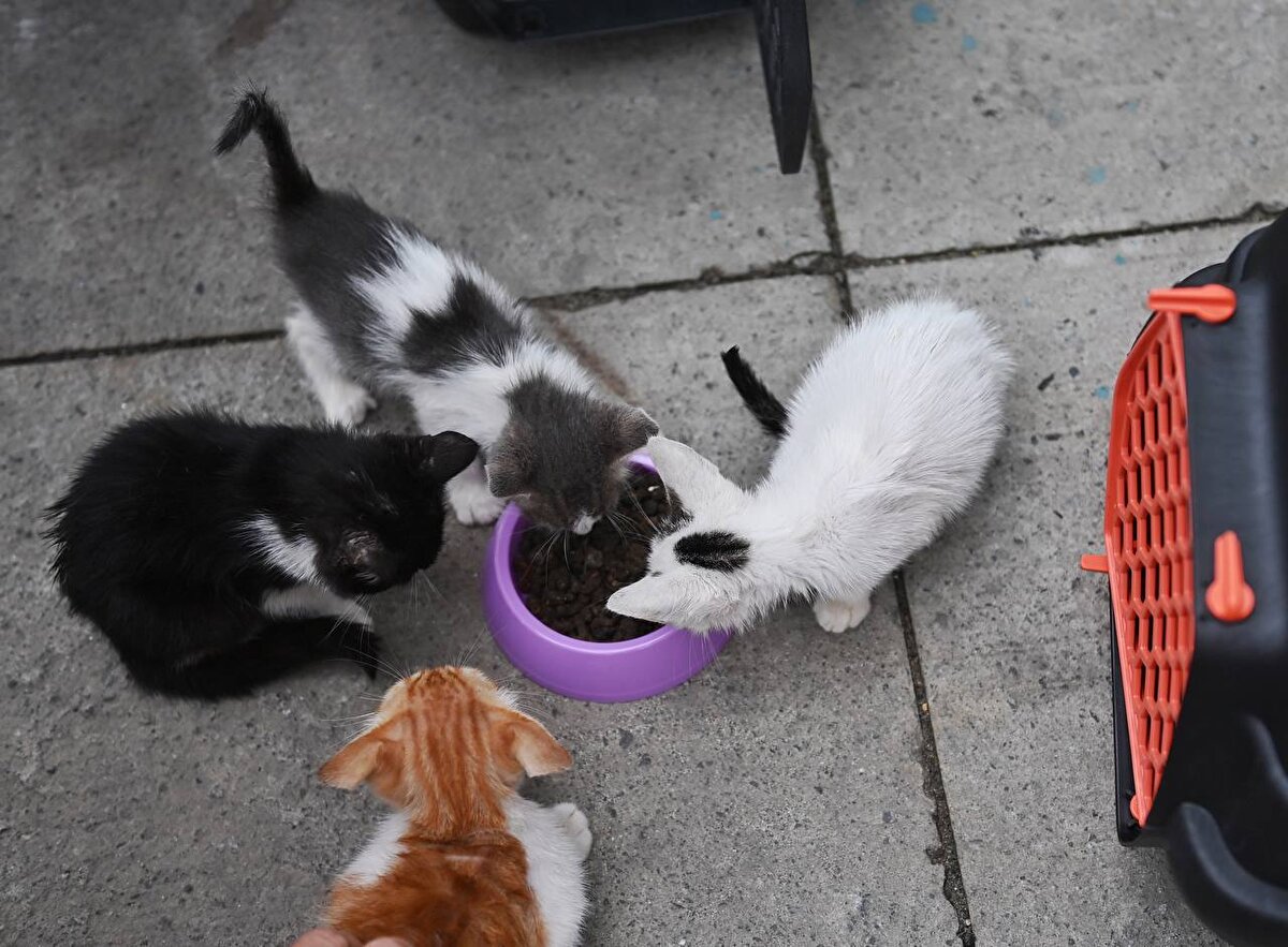 Kaynakların verimli kullanılması ve israfın önlenmesi adına yürütülmekte olan Sıfır Atık Projesi kapsamında Beyoğlu Belediyesi bugün bir ilke imza attı. Beyoğlu'nda bulunan otel, restoran, kafe gibi işletmelerin yemek ve gıda atıklarının toplanarak mamaya dönüştürülmesini sağlayan özel üretim makinaların tanıtımı yapıldı. Beyoğlu Belediye Başkanı Haydar Ali Yıldız'ın katılımıyla gerçekleşen tanıtım toplantısında, makinaların nasıl çalıştığı incelendi.