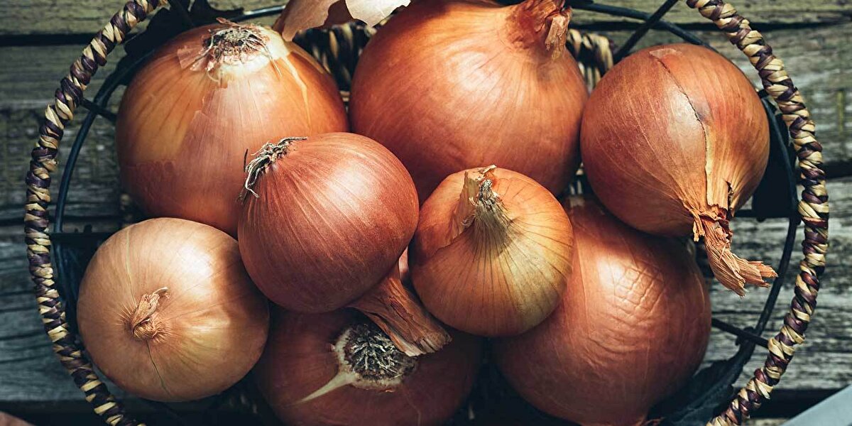 Endocrine Society'nin toplantısında sunulan bulgularda, soğanın antidiyabetik ilaç ile birlikte verildiğinde yüksek kan şekerini ve toplam kolesterol seviyelerini "güçlü bir şekilde düşürebileceğini" ortaya kondu.<br><br>