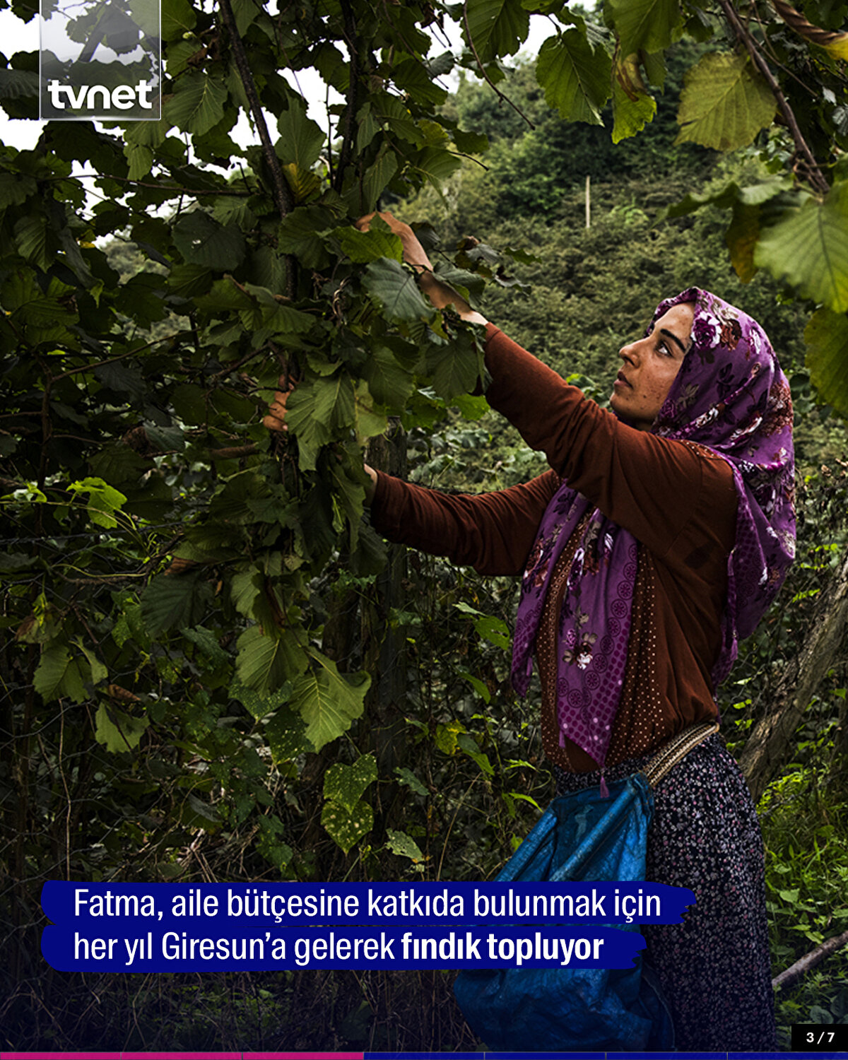 Fatma, aile bütçesine katkıda bulunmak için her yıl Giresun’a gelerek fındık topluyor