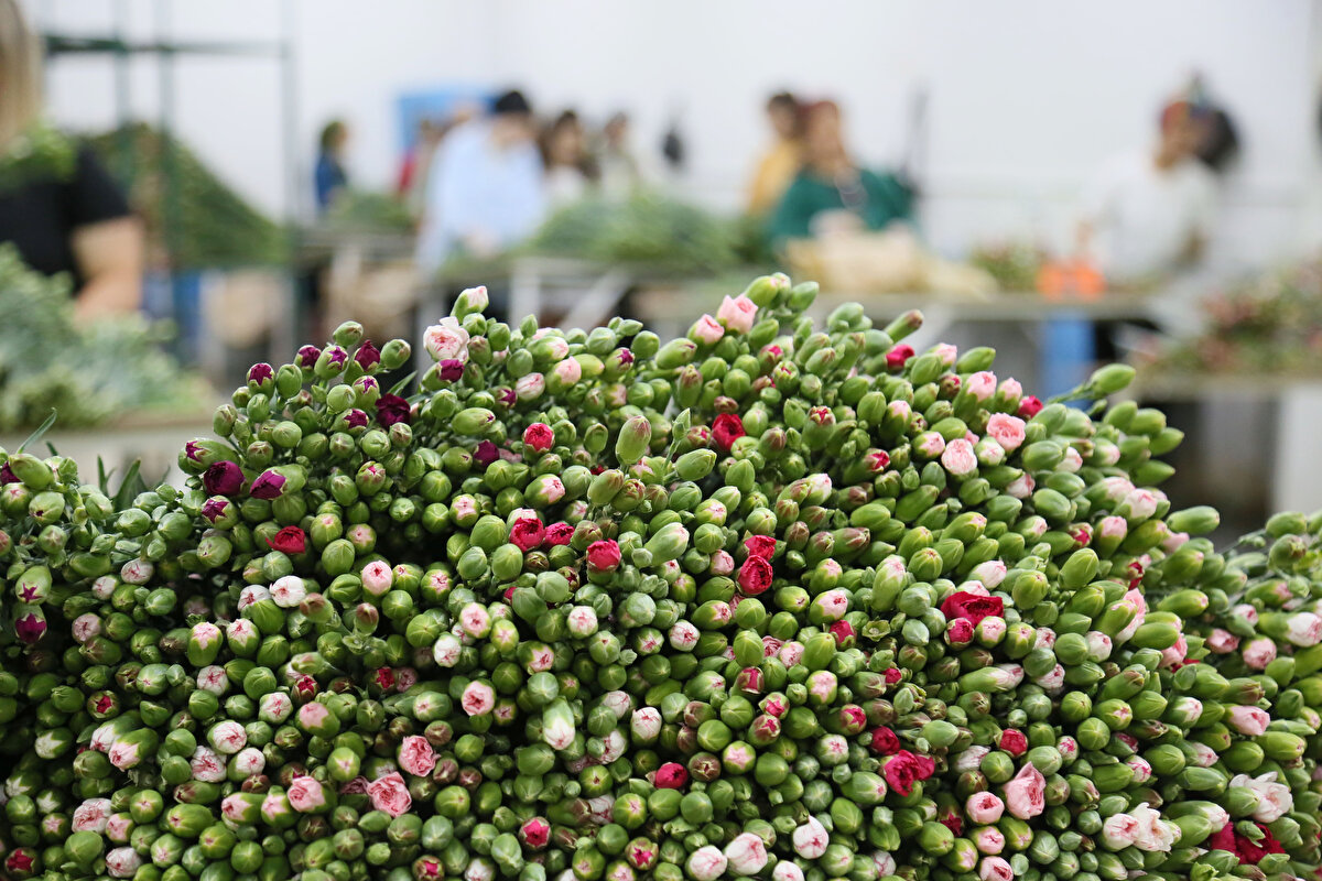 ÖLÜM HABERİNİN ARDINDAN SİPARİŞ<br>Antalya Ticaret Borsası (ATB) Meclisi ile Kesme Çiçek ve Süs Bitkileri Meslek Komitesi üyesi Selçuk Çelebi, 8 Eylül akşamı Kraliçe'nin ölüm haberiyle İngiltere'deki müşterilerinden ekstra çiçek siparişleri almaya başladıklarını söyledi.