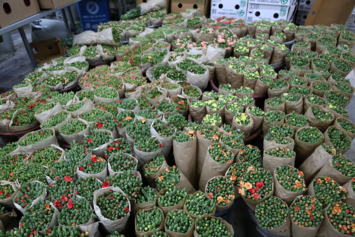 Haziran- kasım ayları arasındaki dönemde ise yayla bölgesi olarak nitelendirilen Isparta'daki üretimlerle 12 aylık kesintisiz üretim sürecindeki bu boşluk dolduruluyor. Kraliçe Elizabeth'in ölümü de Isparta bölgesindeki yayla üretiminin son dönemine denk geldi.