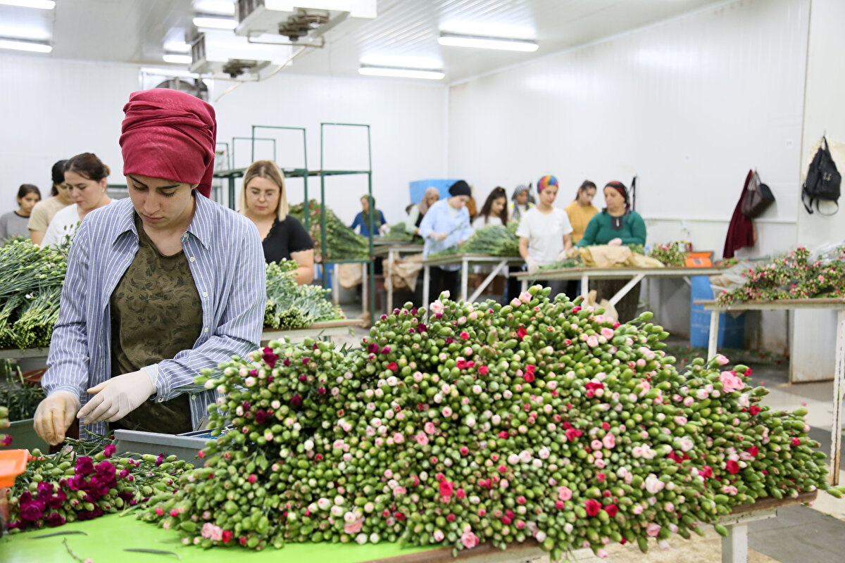 Kraliçe Elizabeth'in 8 Eylül'de vefat etmesi sonrasında Kraliyet Ailesi'nce yas ve cenaze töreni için 10 günlük bir program hazırlandı. Bu kapsamda, özellikle de cenaze töreni için İngiltere'den Antalya'ya yapılan kesme çiçek talebinde yüzde 80-90'a varan bir talep artışı yaşanıyor.