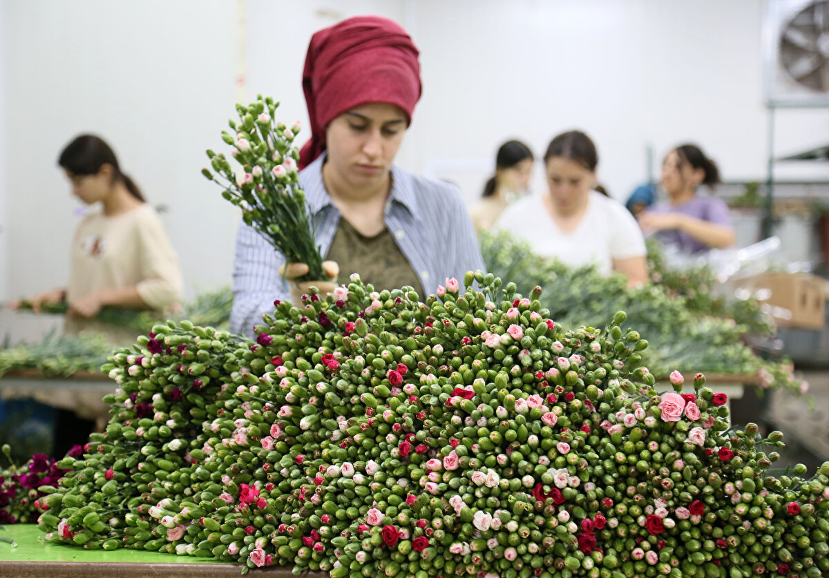 Bu dönemde İngiltere'ye olan kesme çiçek ihracatını 7-8 gün süren yolculukta TIR'larla gerçekleştiren sektör, Kraliçe'nin ölümüyle nakliyatlarını uçaklarla günlük olarak göndermeye başladı. Firmalar işçi sayıları ve mesai saatlerini artırırken, kesme çiçek ihracatında öncelik olarak İngiltere'yi ilk sıra aldı.