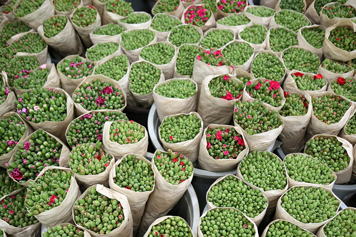 ÜRETİMİN ÇOK AZ OLDUĞU DÖNEM<br>Kesme çiçek üretiminde Türkiye'de ilk sırada yer alan Antalya'da, kasım- haziran aylarında hasat gerçekleşiyor.