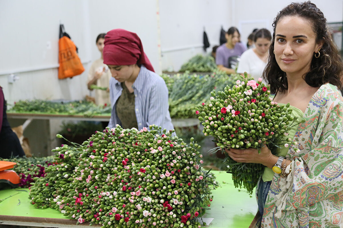 Orta Anadolu Süs Bitkileri ve Mamulleri İhracatçıları Birliği Başkanı İsmail Yılmaz ise yayla olarak ifade edilen Isparta'nın haziran- kasım ayları arasında, Antalya'nın sıcak olduğu yaz dönemindeki açığını kapattığını belirterek, şöyle konuştu:<br>"Üretim periyodumuzun da 12 ay boyunca yapılmasını sağlıyoruz. Isparta'daki üretim alanlarının büyük bölümünü Antalyalı üreticiler oluşturuyor. Isparta'da 2 bin dekar alanda toplamda 250 milyon dallık bir üretim kapasitesi mevcut. Normalde bu dönemde İngiltere pazarına haftalık 600- 700 bin dal çiçek gönderirken, Kraliçe Elibazeth'in ölümüyle birlikte bu rakamın cenaze töreni döneminde en az 1,5 milyon dal olacağını tahmin ediyoruz. İngiltere'den taleplerde ciddi bir artış var. Şu anda yayladaki üretimde karanfil ağırlıklı üretimiz mevcut. Cenaze ve yas programının ardından da belli bir süre daha bu hareketliliğin devam etmesini bekliyoruz."