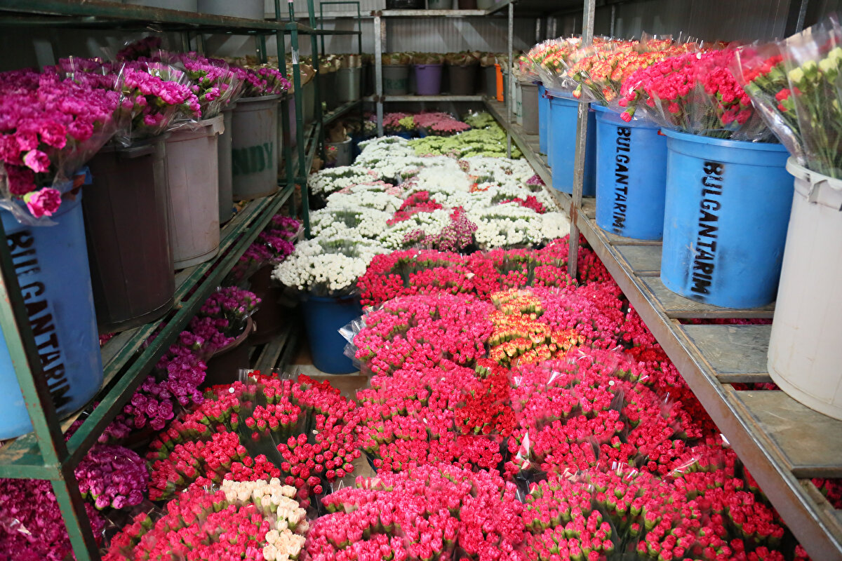 TIR YERİNE UÇAKLA SEVKİYAT<br>Normal haftalık sözleşmelerinin olduğu çiçek sevkiyatlarını yapmakta zorlanırken, sevkiyat programına yeni gelen siparişlerle kesme çiçek sektöründe İngiltere'nin ilk sıraya alındığını anlatan Selçuk Çelebi, "Cenazeden dolayı bu hafta itibarıyla TIR'la sevk edeceğimiz ürünlerimizi uçak sevkiyatına dönüştürdük. TIR'la 7-8 gün sürerken, uçakla ertesi gün ellerinde oluyor" diye konuştu.