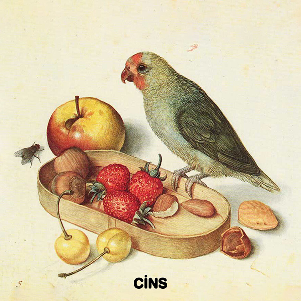 Kuşlar olmazsa olmaz