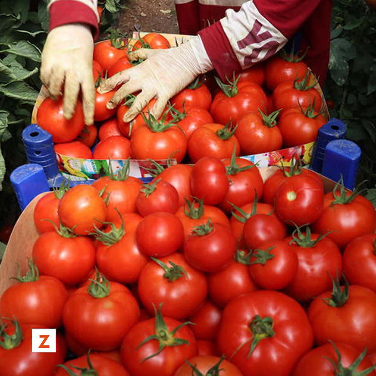 İlk ihracatın Yunanistan, Bulgaristan ve Romanya'ya gerçekleştiğini anlatan Gencer, "Piyasa hareketlendi. Birçok ülkeden talep almaya başladık. İnşallah üreticimiz emeklerinin karşılığını alır." dedi.