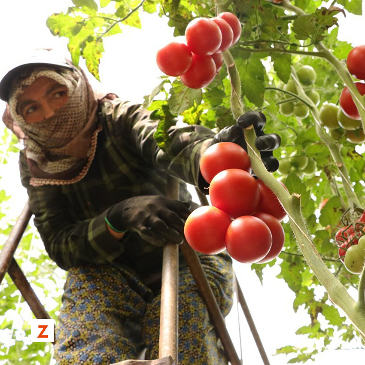 Söğüt Örtü Altı Sebze Yetiştiricileri Üretici Birliği Başkanı Cengiz Gencer,  toplanmaya başlanan yayla domatesinin bol ve lezzetli olduğunu söyledi.