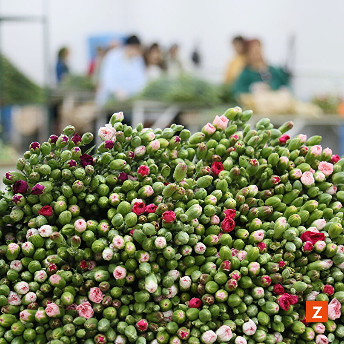 İngiltere'ye en az 1,5 milyon dal karanfil gönderilecek. İngiltere'ye 1,5 milyon dalı bulacak karanfil sevkiyatı başladı. 