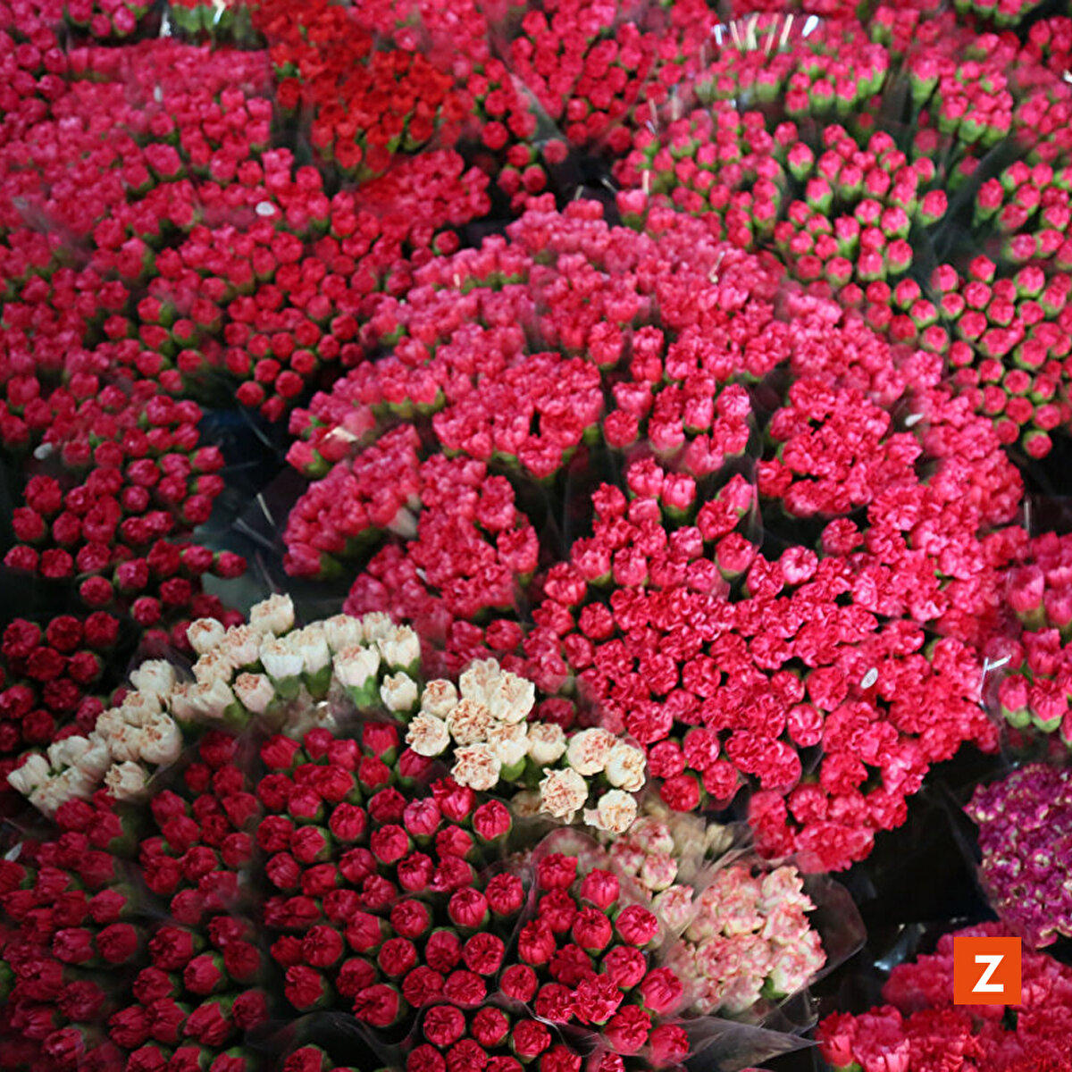 İşçi sayıları %50 artırıldı. Antalya'daki seralarda hasat dönemi kasım ayında başlıyor. 