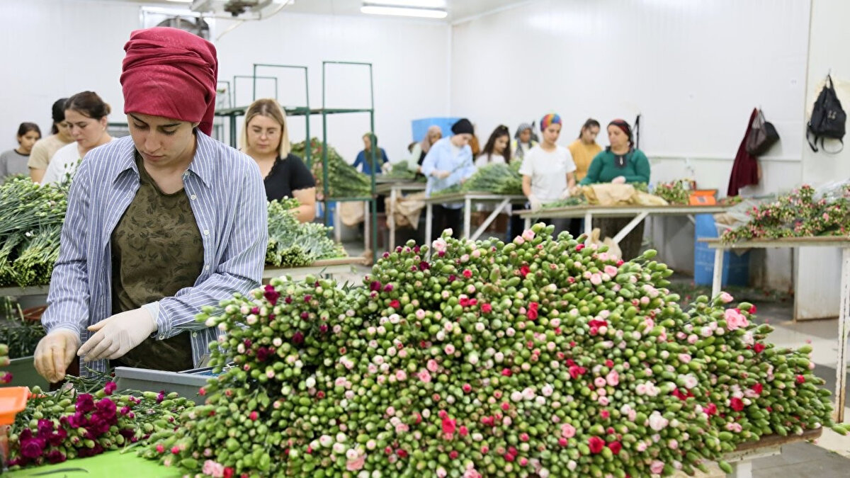Özel kargo taşımacılığında 30 yıldan fazla deneyime sahip THY'nin başarılı markası Turkish Cargo, özenle paketlenmiş 55 bin dal çiçeği aynı gün içerisinde İngiltere'ye ulaştıracak.