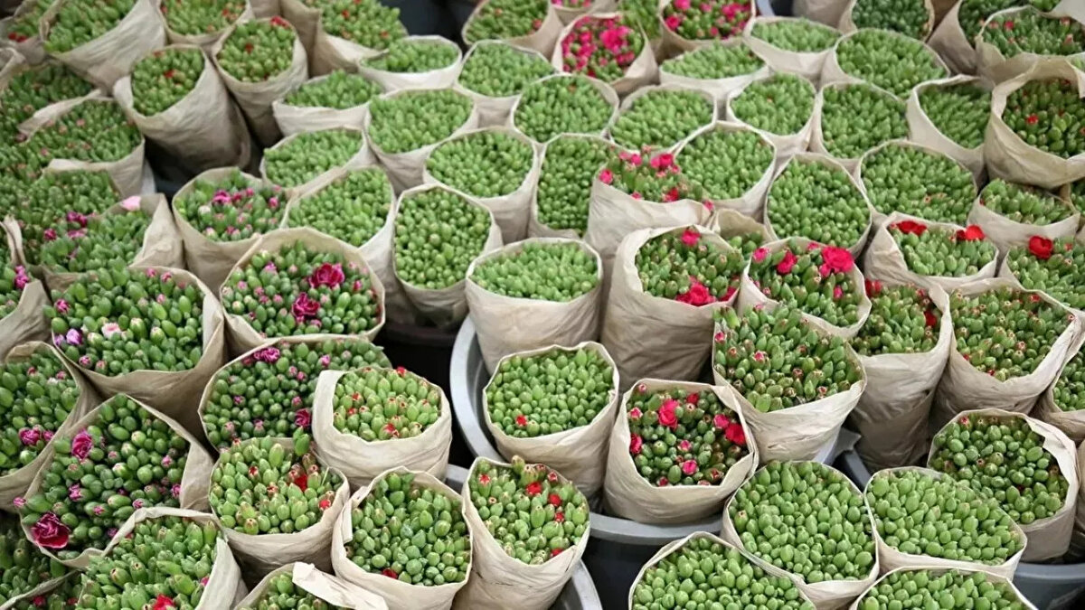 Küresel taşıyıcı, yas süreci boyunca 13 tona eşit olan 500 bin daldan fazla çiçeği ilk günkü tazeliğini koruyacak şekilde Londra'ya taşıyacak.<br><br>