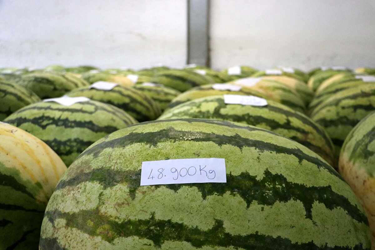 Diyarbakır denince kültür, tarih ve medeniyetin yanı sıra aynı zamanda tarım ve karpuzun da akıllara geldiğini belirten Çiftçi, karpuzun kent ile özdeşleşen bir ürün olduğunu aktardı.<br>