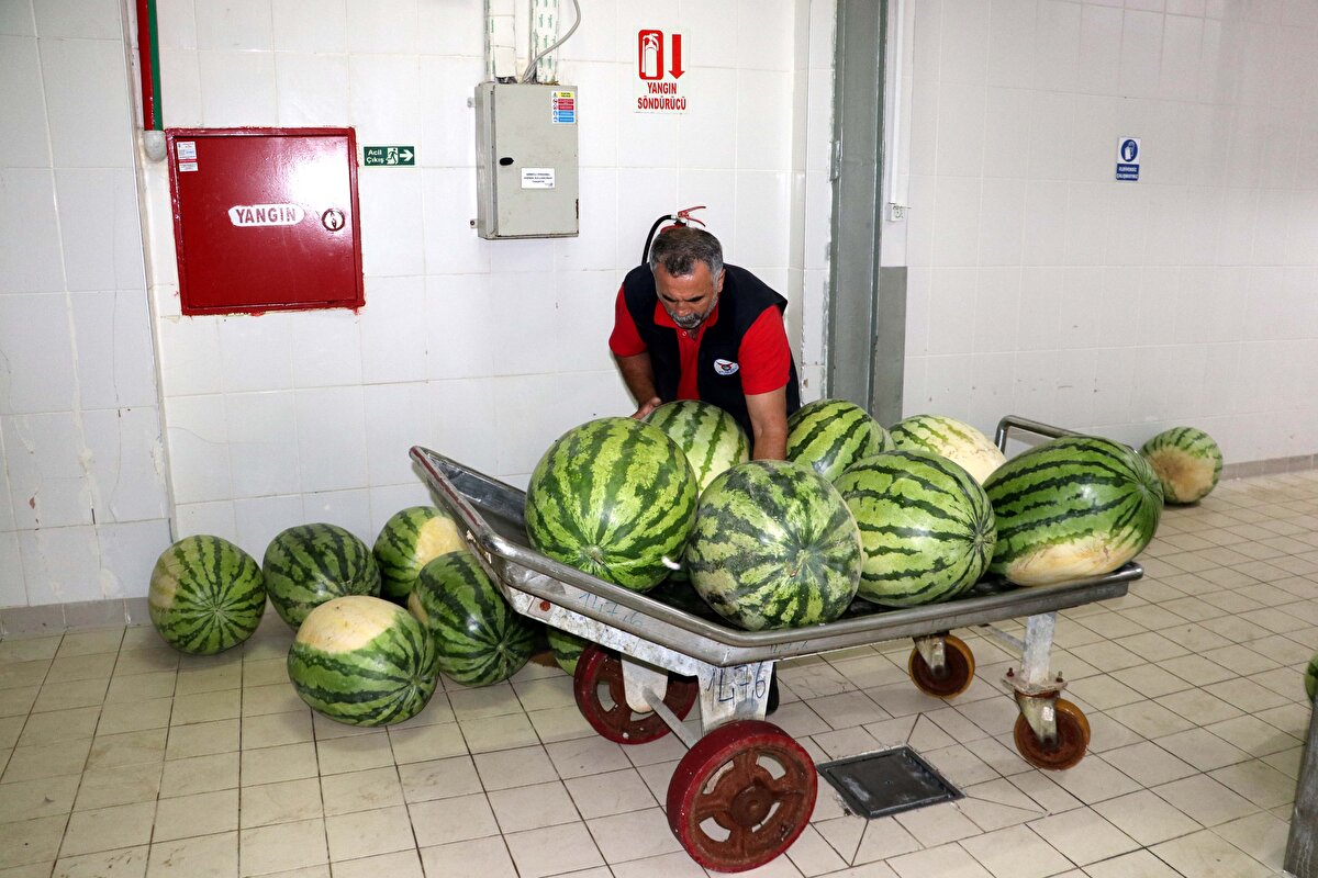 Çiftçi, toplanan karpuzları soğuk hava depolarında muhafaza ettiklerini belirterek, "Karpuzun yetişmesi noktasında çiftçilerimiz özel gayret gösteriyor. Olgunlaştığına karar verildiği andan itibaren ürün teslim alınıyor ve soğuk hava depolarına konuluyor." ifadelerini kullandı.<br>