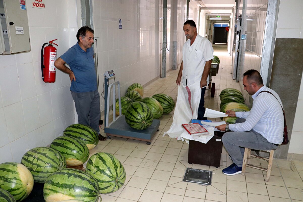 Karpuzların 30 ile 70 kilogram arasında olduğunu aktaran Aydın, yarışmaya katılacağı için sevinçli olduğunu dile getirdi.<br>
