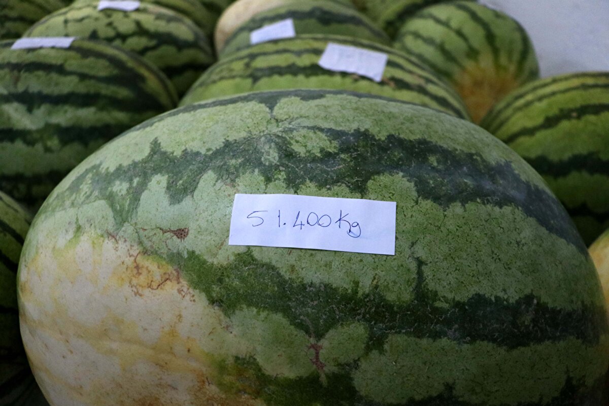 Diyarbakır Büyükşehir Belediyesi Genel Sekreteri Abdullah Çiftçi, Diyarbakır karpuzunun Türkiye genelinde bilindiğini ve kentin tescillenmiş ürünlerinin başında geldiğini söyledi.<br>
