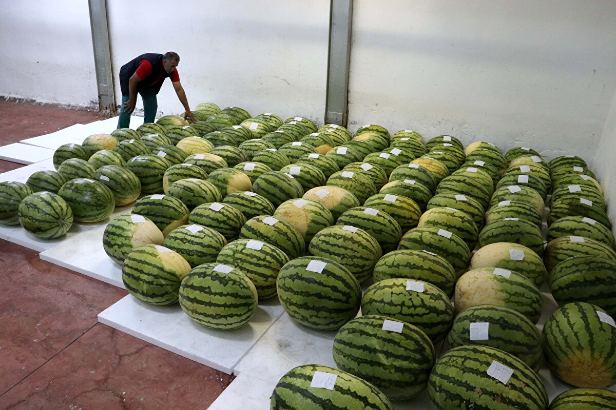 Üretici Adil Aydın da karpuzlara özenle baktıklarını, yetiştirilmesi sürecinde tarlada nöbet tuttuklarını belirtti.<br>