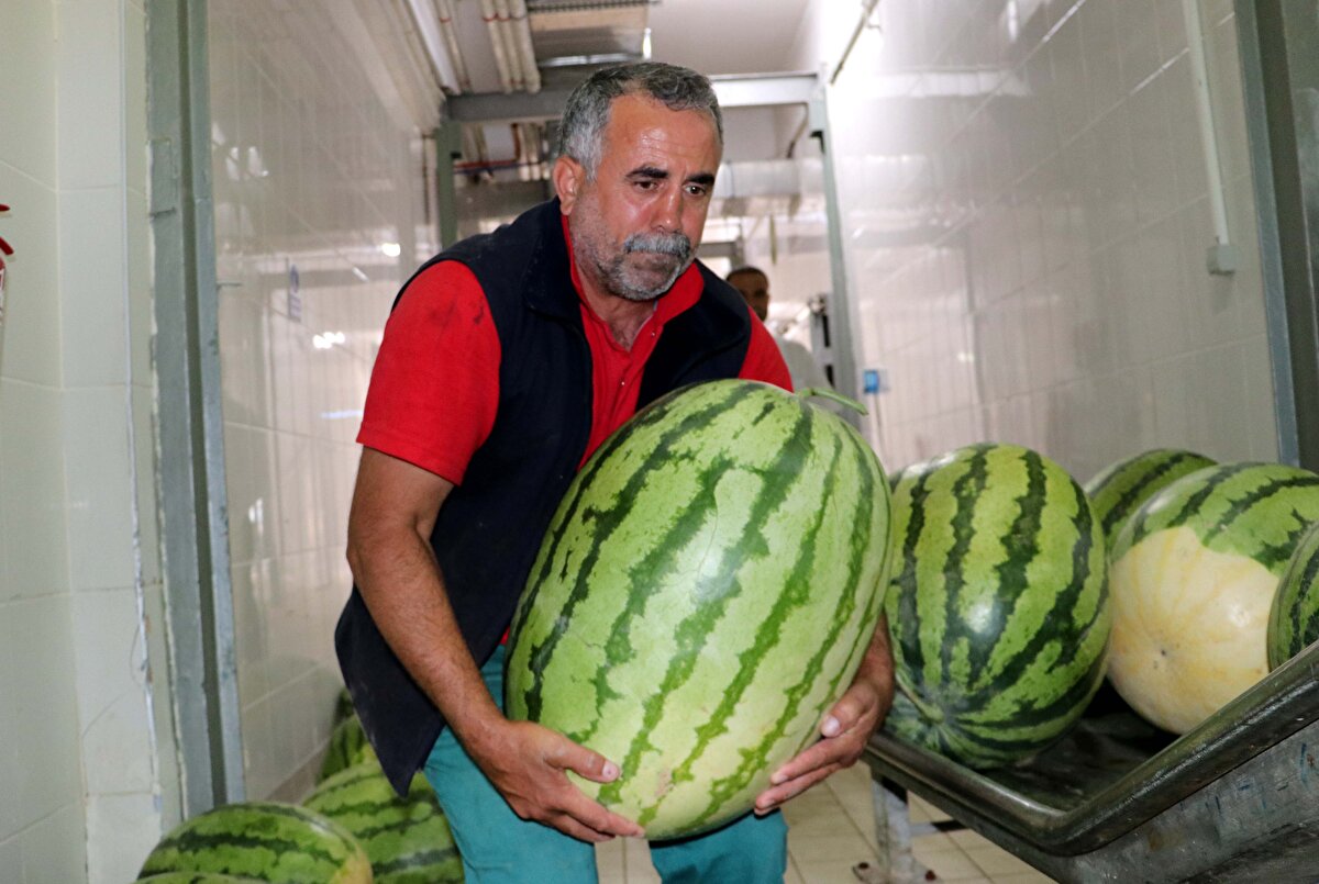 Özellikle Dicle Nehri kenarında yetiştirilen Diyarbakır karpuzu, Yenişehir`deki Et ve Süt Kurumunun soğuk hava deposunda yarışma gününe kadar muhafaza ediliyor.<br>
