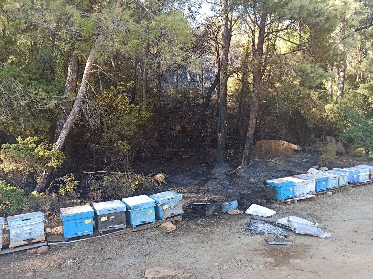 Yapılan mülakatta yangının arı kovanlarına on metre mesafede bir anda çıktığını, rüzgarın etkisi ile bir anda hızla dağın eteklerine ulaştığını, kendisinin yakmadığını beyan etmiştir. Soruşturma işlemleri çok yönlü olarak devam etmektedir.''<br><br>