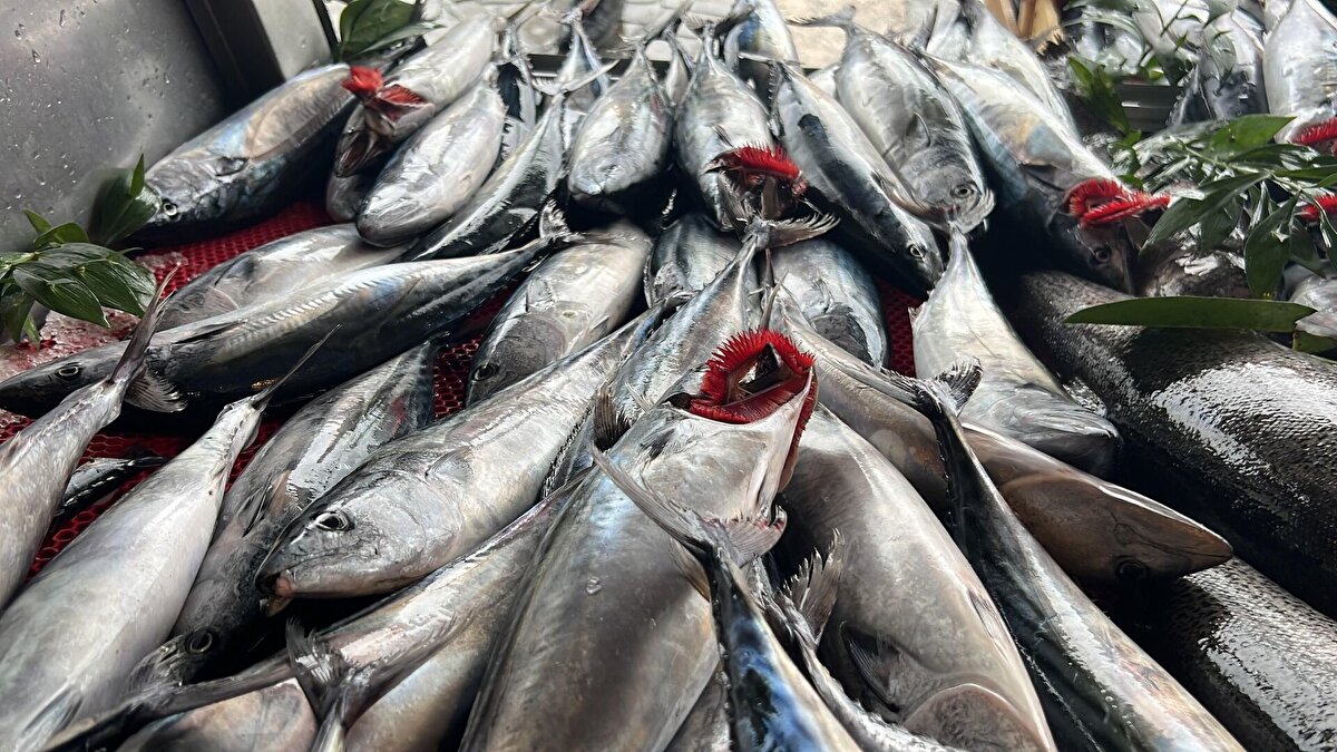 Op. Dr. K. Ali Rahimi, “Kılçığın nefes borusuna ve yemek borusuna kaçma durumu olabilir. Bu durum vücutta ciddi sorunlara yol açabilir. Kişinin alanında uzman bir doktor tarafından ve KBB tarafından görülmesi gerekir.” dedi.<br><br>