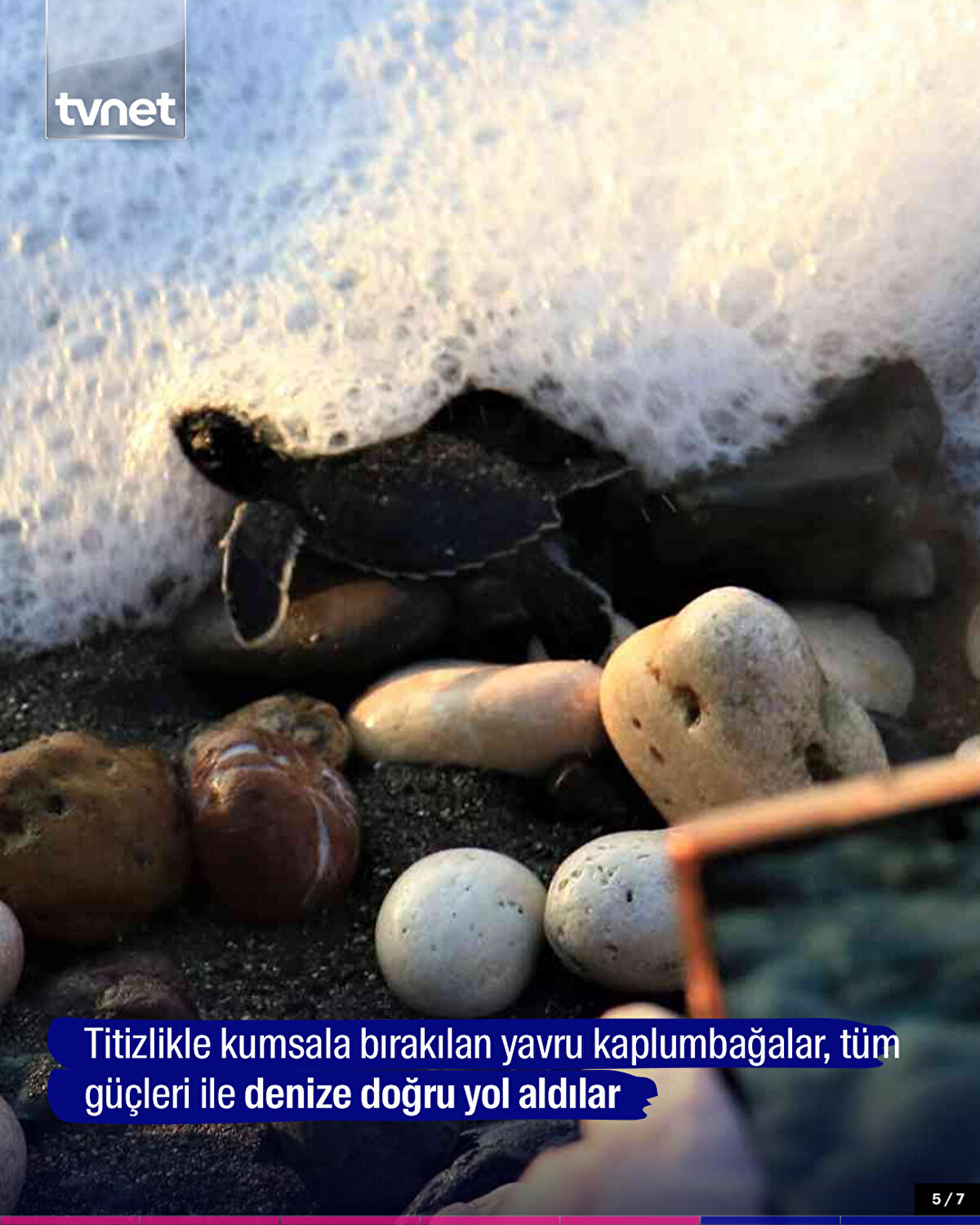 Titizlikle kumsala bırakılan yavru kaplumbağalar, tüm güçleri ile deniz doğru yol aldılar