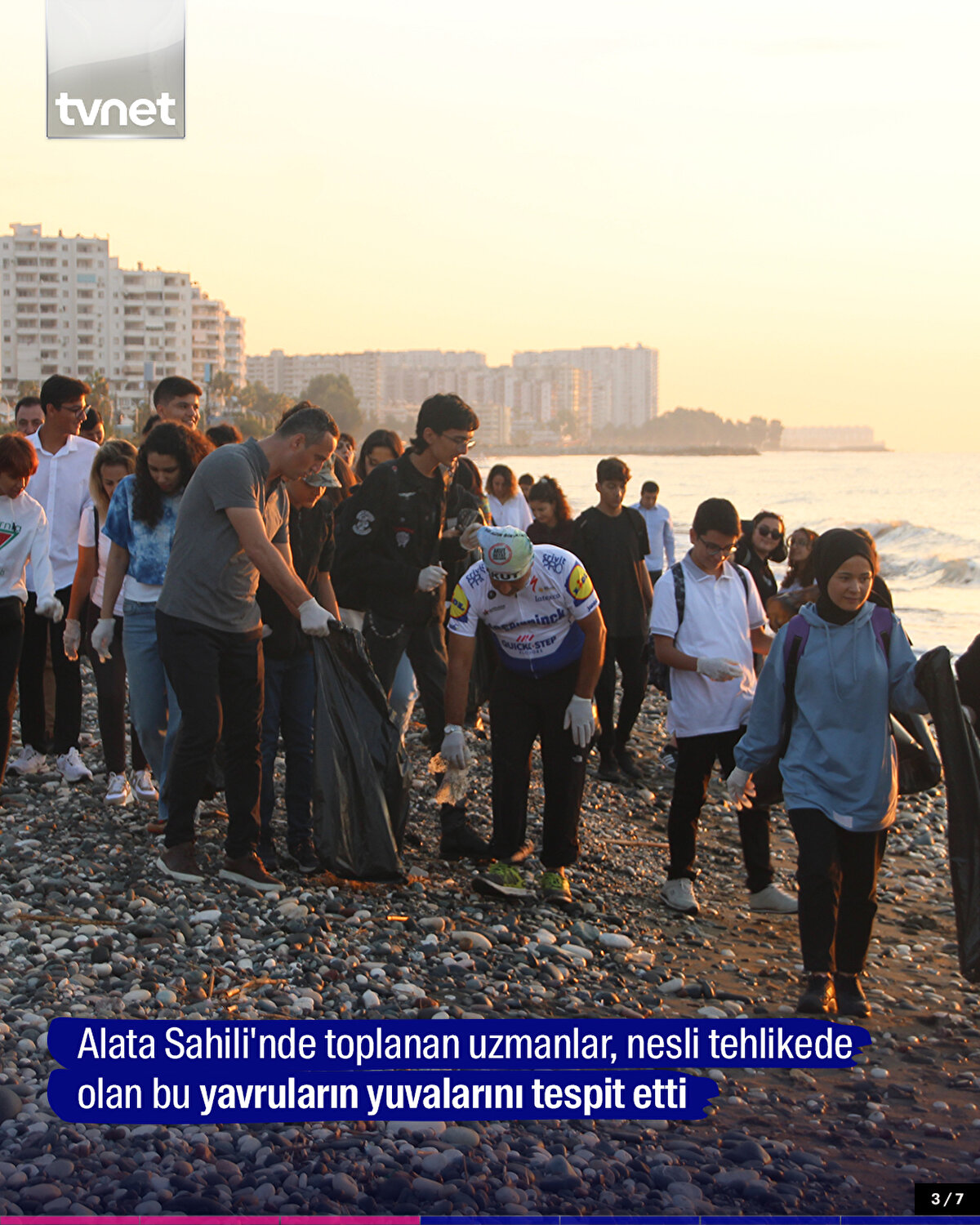 Alata Sahili'nde toplanan uzmanlar, nesli tehlikede olan bu yavruların yuvalarını tespit etti