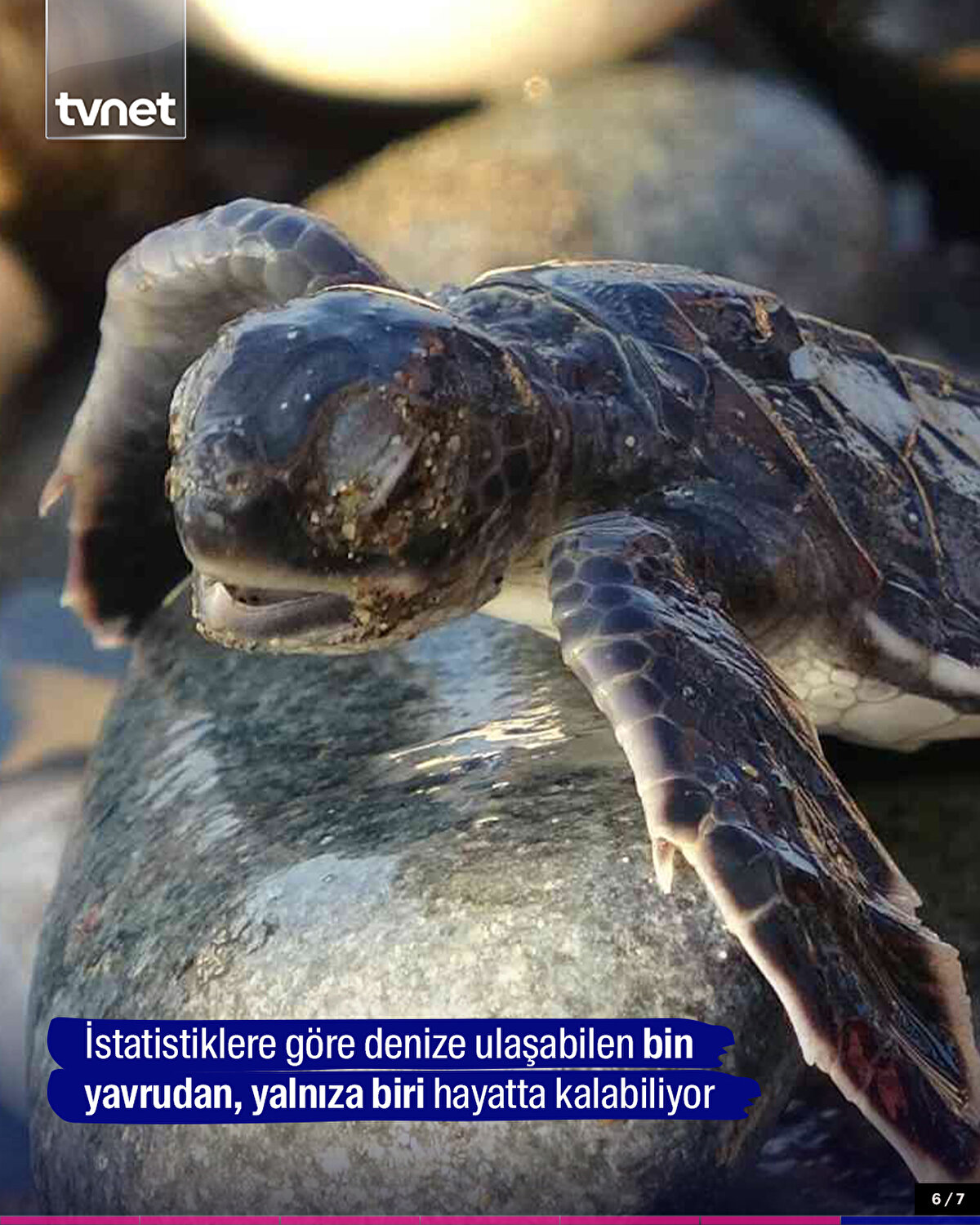 İstatistiklere göre denize ulaşabilen bin yavrudan, yalnıza biri hayatta kalabiliyor