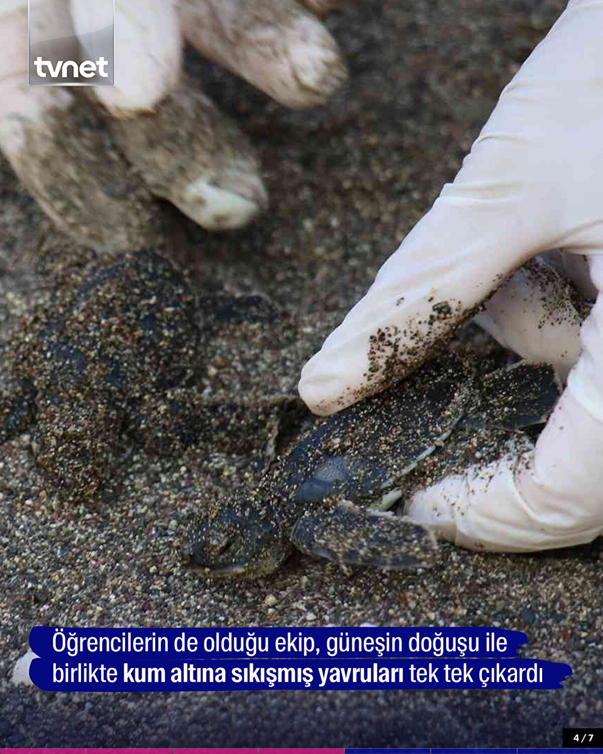 Öğrencilerin de olduğu ekip güneşin doğuşu ile birlikte, kum altına sıkışmış yavruları tek tek çıkardı