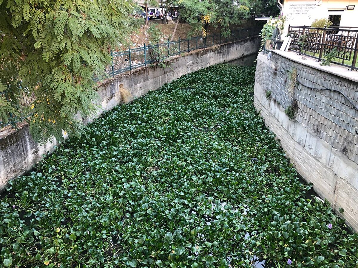 Bölge halkı, çevre kirliliğinin yanı sıra nehir etrafındaki otlara ve balık türlerine zarar veren su sümbüllerinin köklü çözümle temizlenmesini istiyor.<br><br>