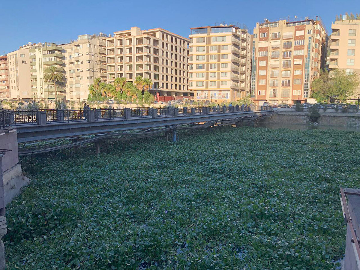Lübnan'dan başlayan, Suriye sınırını aşarak Türkiye'ye ulaşan ve ters akmasıyla bilinen Asi Nehri'nin bazı bölümlerini su sümbülleri kapladı.<br>