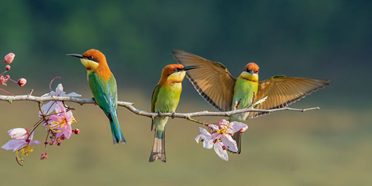 Ancak bilim insanlarının bu konuda araştırmaları tamamlanmış değil. Neden bazı kuş türlerinin kafalarını sallayıp diğerlerinin sallamadığı sorusunun kesin cevabı hala araştırılmaya devam ediliyor...