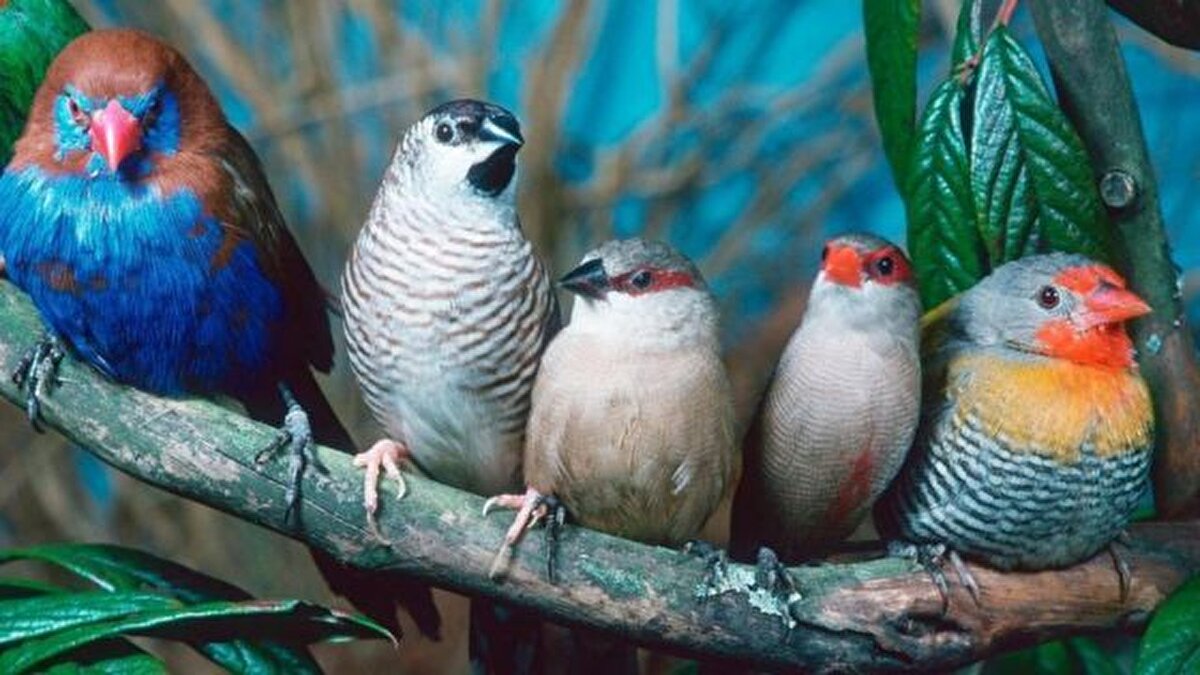 Bu sorunun yanıtını ise araştırmacı Doktor Barrie J. Frost vermiş. Koşu bandında yürüyen bir güvercinin etrafında hareket eden bir nesne olmadığı zaman kafasını hareket ettirmemiş!<br><br>Dr. Mark Friedman ise 1975 yılında kumrular üzerinde yaptığı bir deneyde, kafa hareketlerinin yürümeyle ilgili değil de görme duyularıyla ve etraflarındaki hareketle ilgili olduğunu kesinleştirmiş.