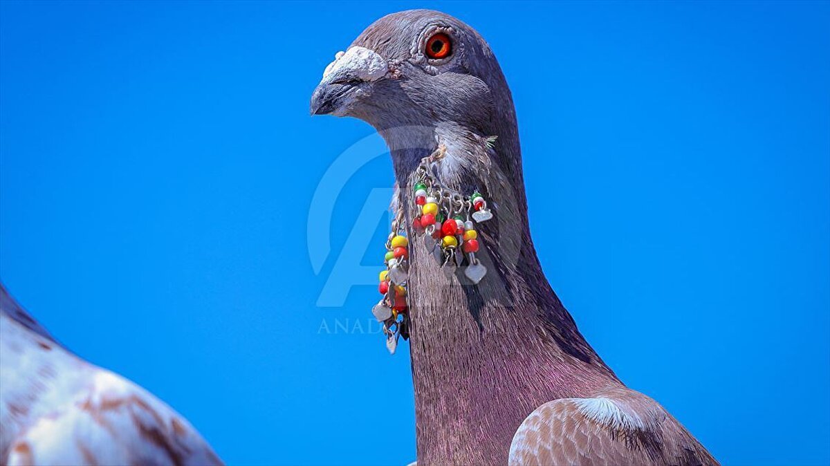 Çoğu kuş türünün gözleri bizimkiler gibi hareket etmiyor. İnsanlar kafalarını çevirmeden odaklanmak istedikleri şeyi görebilme imkanına sahipken kuşlar, görüş alanları için kafalarını hareket ettirmek zorundalar.<br><br>Yapılan araştırmalar, kuşların kafalarını oynattıkları zaman etraflarını daha keskin ve stabil bir şekilde görebildiklerini ortaya koyuyor.