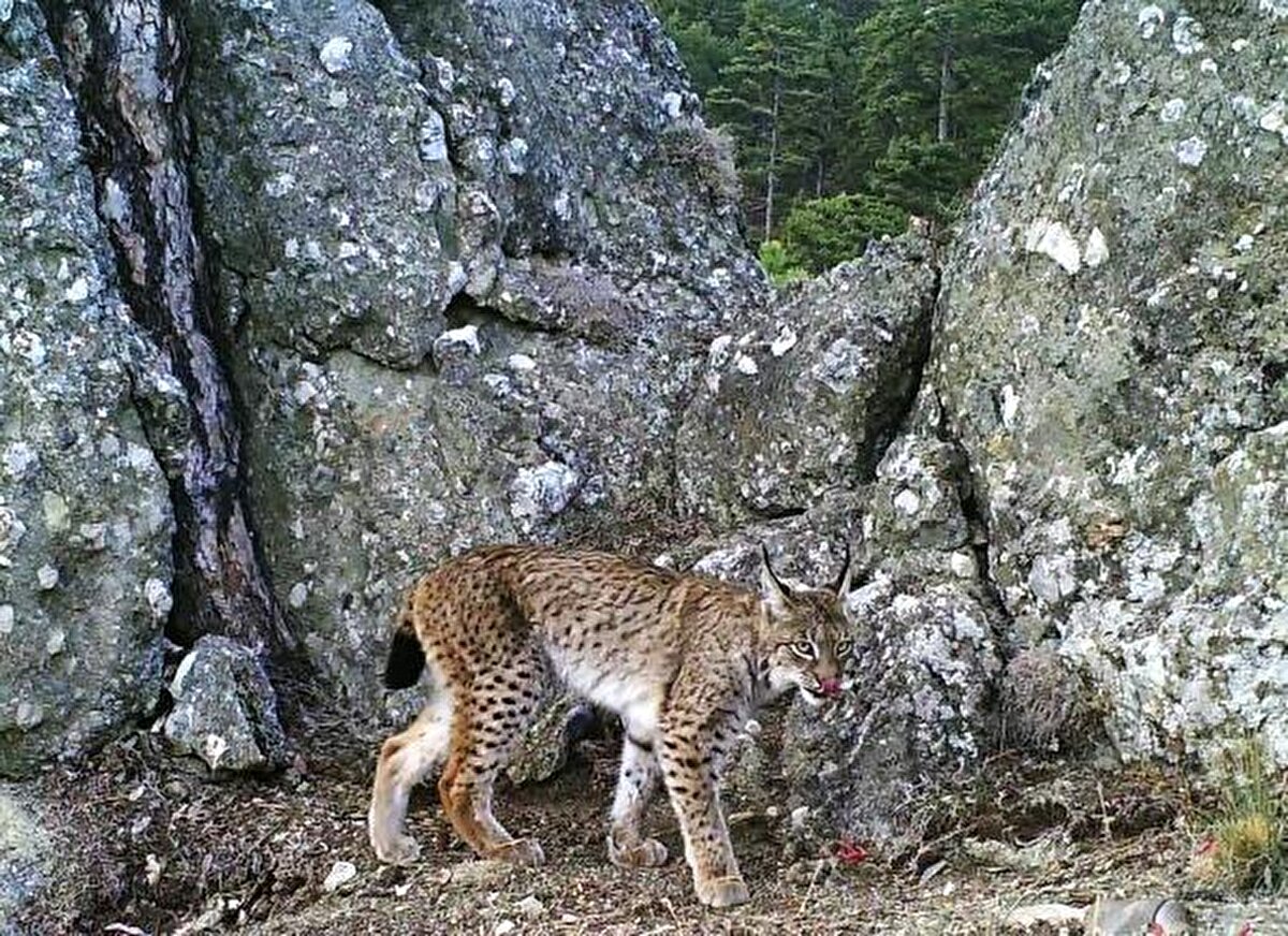 Görüntülenmesi oldukça zor olan vaşak.