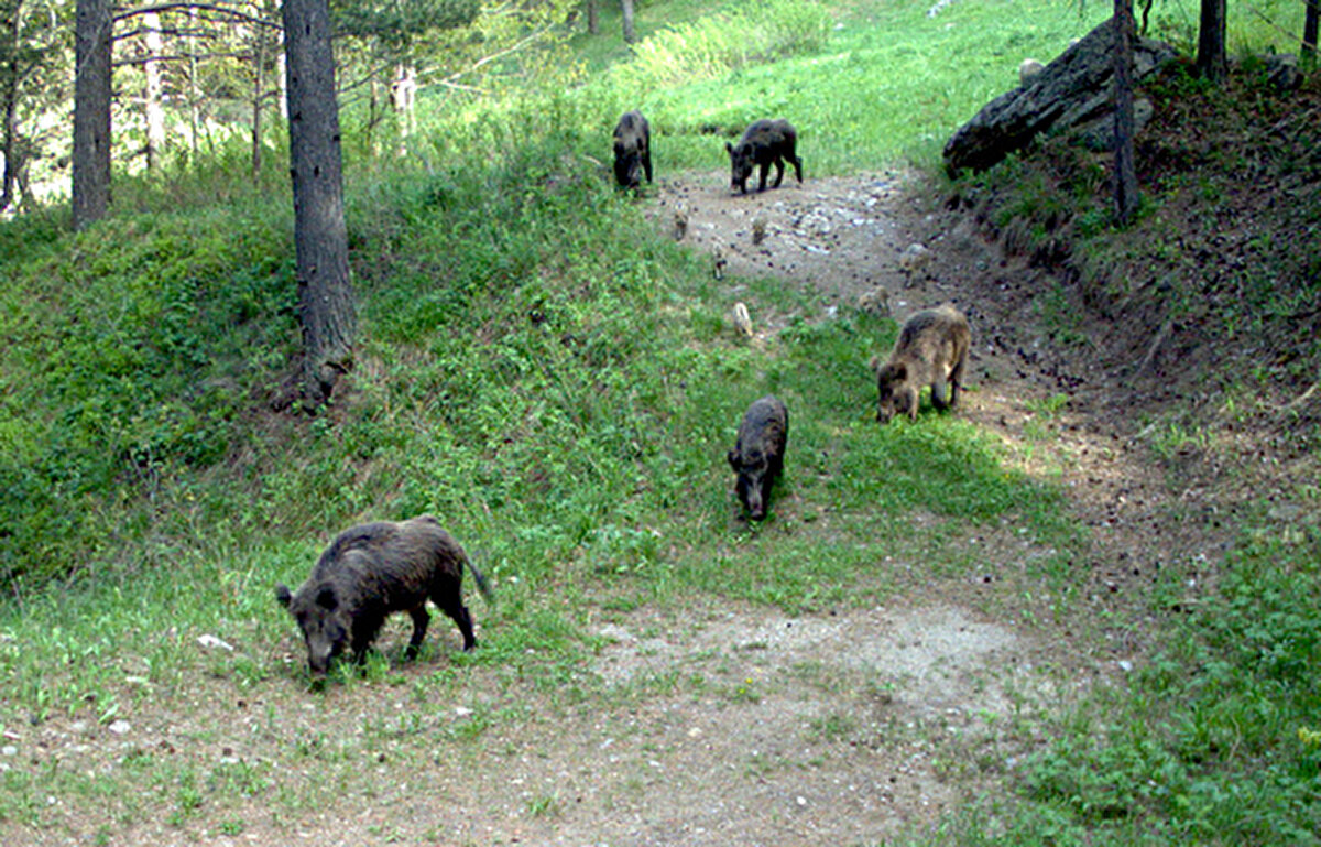 Ailesi ile fotokapana yakalanan domuz.