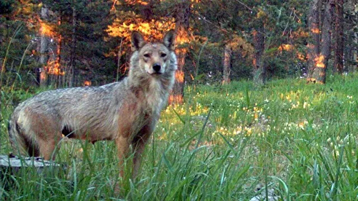 Belirlediği geçiş güzergahından geçerken fotokapana yakalanan kurt.