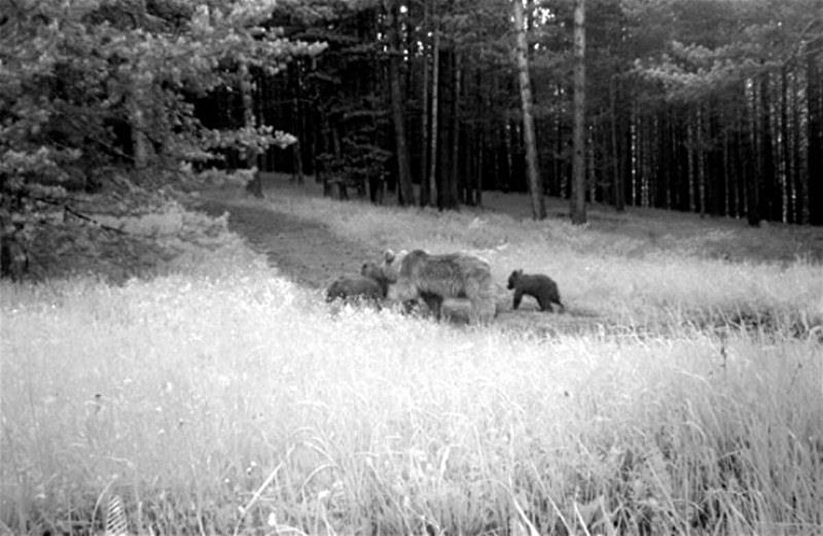 Ailesi ile fotokapana yakalanan boz ayı.