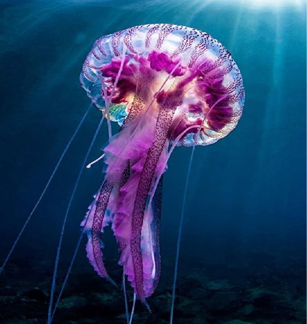 Derin deniz denizanaları bu tür, 2013 yılında NOAA Okeanos Explorer tarafından keşfedildi. Sinirsel sistemleri ışığa ve kokuya duyarlı şekilde gelişen vücutlarını yöneten bir beyinleri yoktur. Küçük deniz canlıları ile beslenirler. Eşeysiz üreme ile üreyen bu canlılar avlarını yakalamak için dalgalanma yaratırlar.