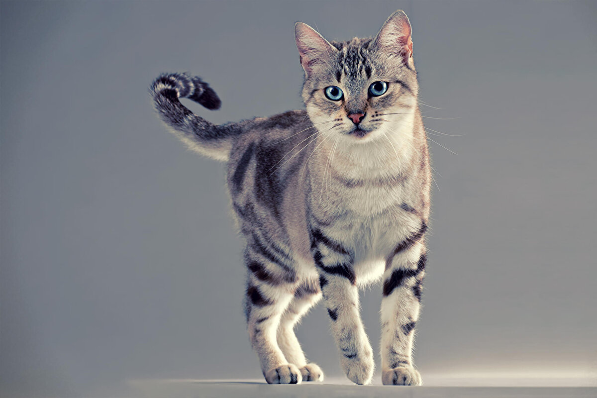 Alerjik faktörlerde kedilerde tüy dökebilir.