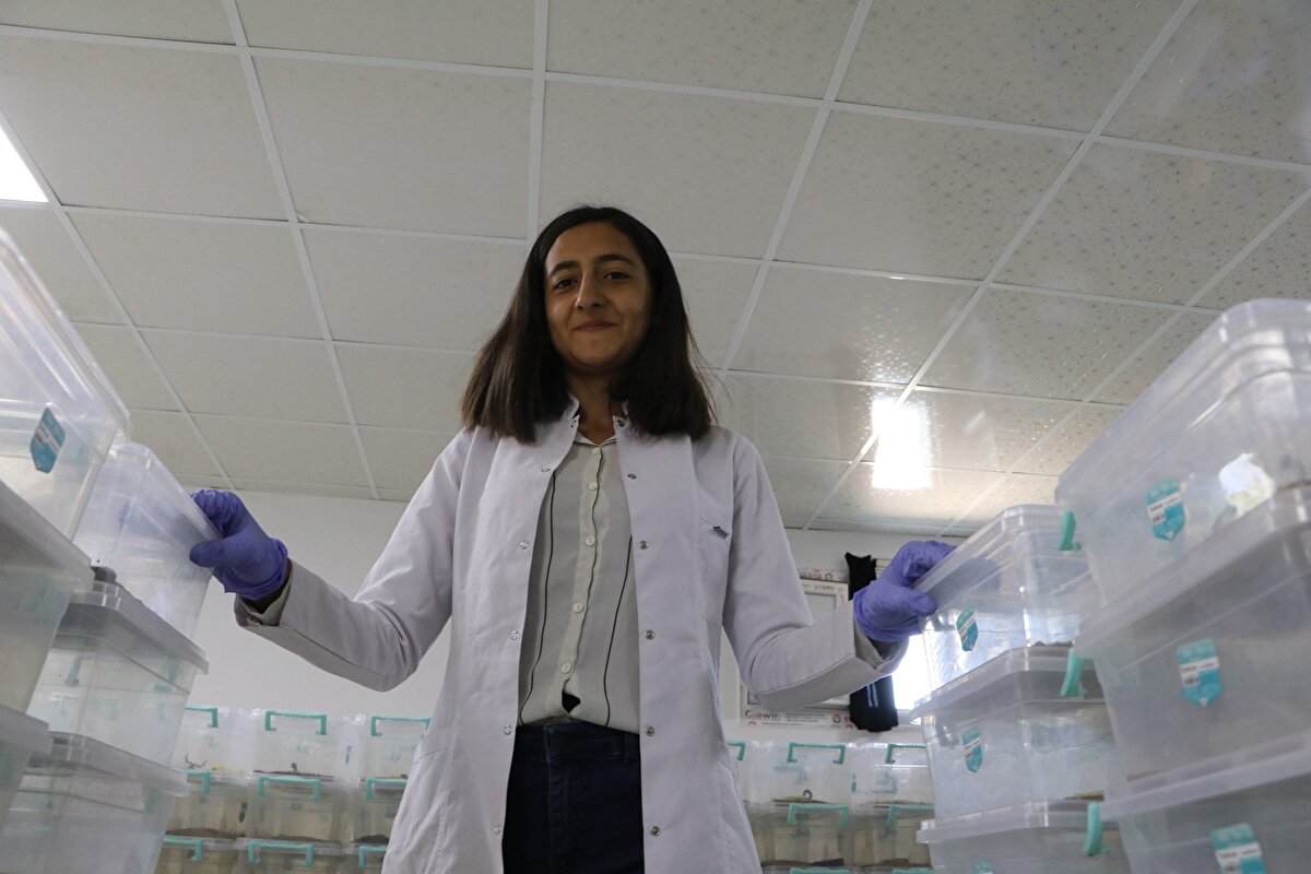 LİTRESİ 10 MİLYON DOLAR<br>Metin Örenler, akreplerden elde ettiği zehrin litresinin 10 milyon dolar olduğunu ve dünyadaki en pahalı sıvılar arasında yer aldığını vurgulayarak, "Siyah akrep olarak bilinen 'Androctonus Crassicauda' cinsi akreplerden zehir elde ediyoruz. Siyah akrep Şanlıurfa'ya özgü bir akrep türü. Bu çalışmaya 2000 yılında başladık. Öncelikle yasal izin süreci vardı. İzinleri almamız yaklaşık 1 yıl sürdü. Ondan sonra doğadan 100 tane kadar anaç bireyleri temin ettik. Akreplerin çoğalmasını sağladık. Akrepler şu anda sağma evresine girerler. Son birkaç aydır sağıma başladık" diye konuştu.