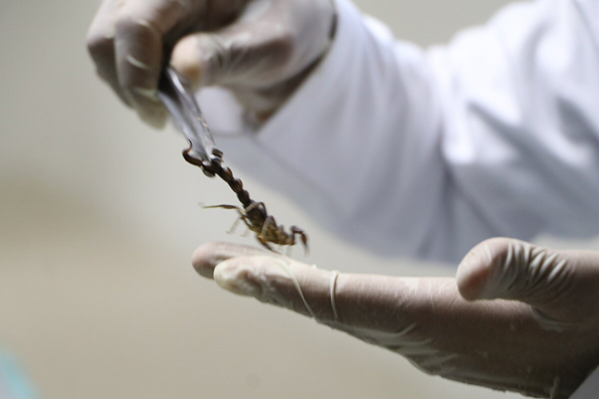 Çeşitli üniversitelerden analiz raporları çıkardıklarını ve zehir numunelerini farklı ülkelere gönderdiklerini dile getiren Örenler, "Şanlıurfa'da kurduğumuz akrep tesisinde sağımla elde ettiğimiz zehirleri başta Türkiye olmak üzere dünya piyasasına satıyoruz. Bu iş oldukça tehlikeli ve zor iştir.