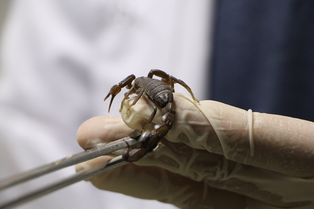 Akrebin beslenmesi ve sağılması önemli ve hassas bir konudur. Akrep, doğal ortamda nasıl besleniyorsa burada da öyle beslemek gerekiyor.