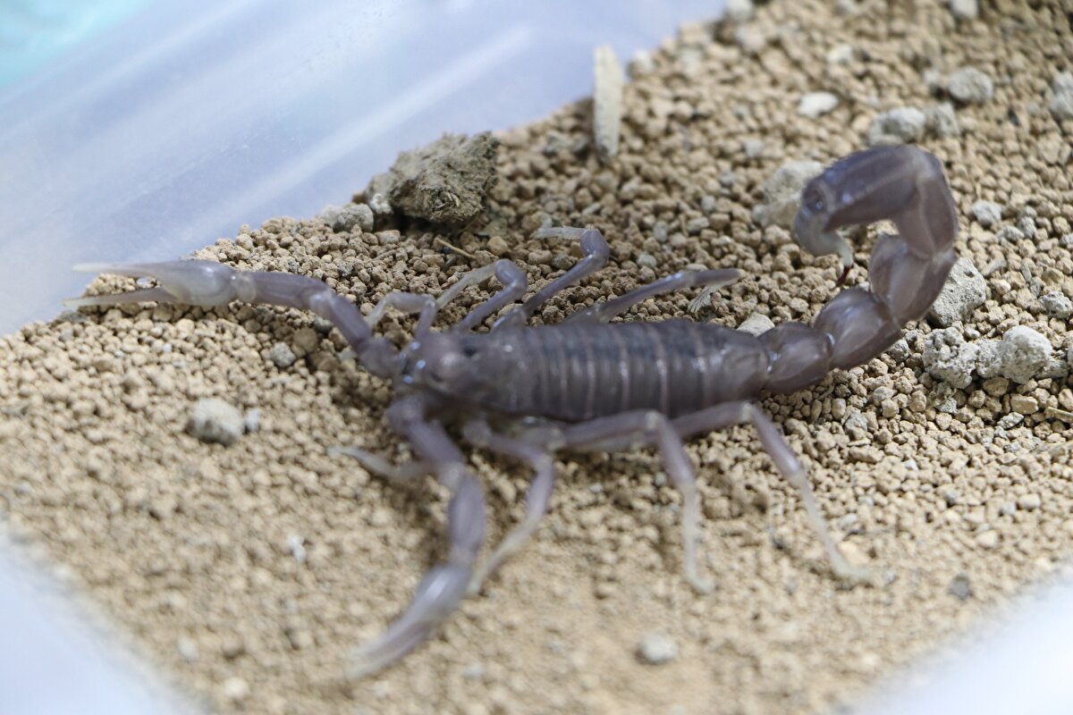 Doğadan topladıkları akreplerin çoğalmalarını sağladıklarını ve şu an tesiste 15 bin akreplerinin bulunduğunu dile getiren Örenler, gelecek yıl 30 bin akrep sayısına ulaşmayı hedeflediklerini kaydetti.