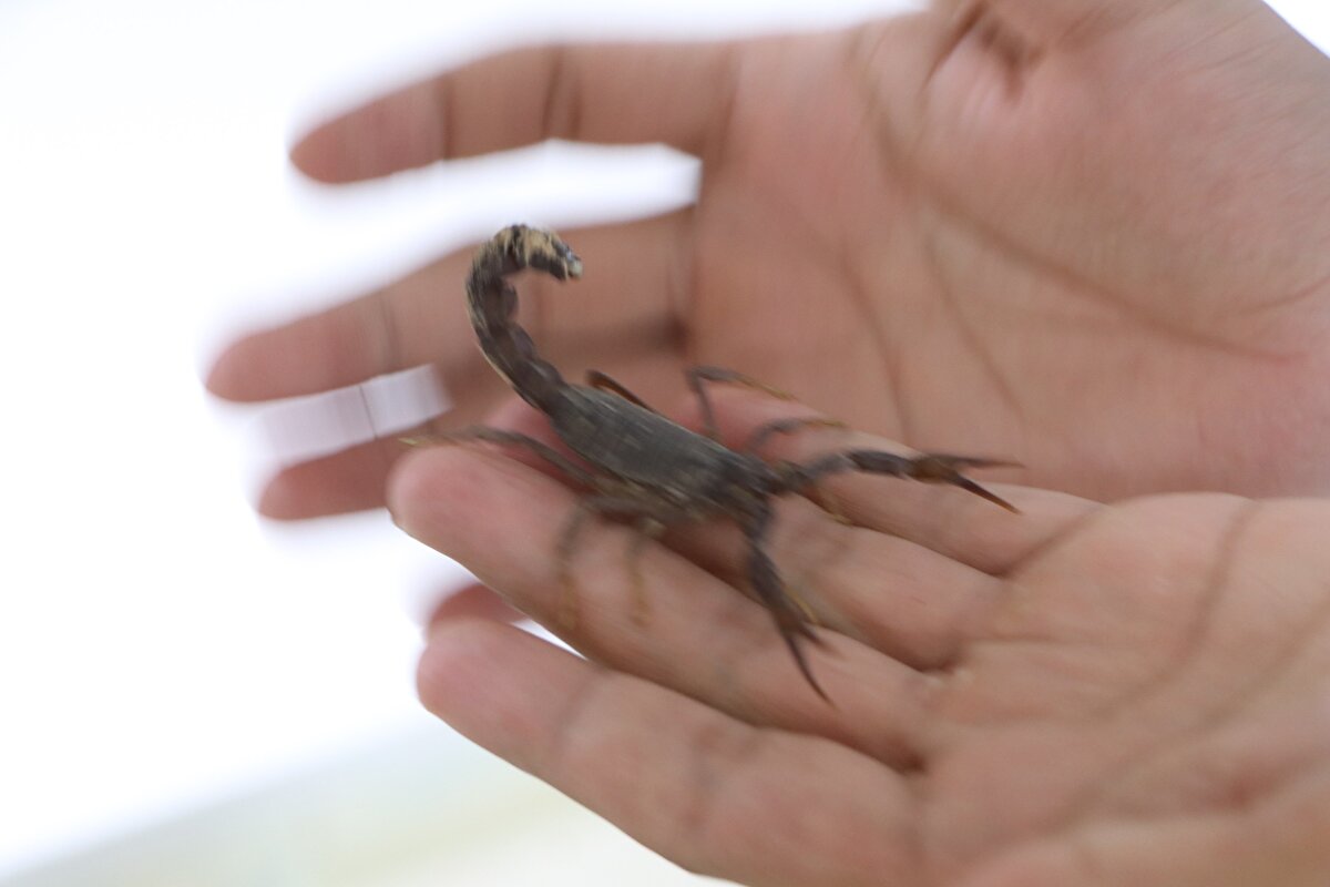 Özellikle ilaç sektöründe kullanılıyor, silah savunma sisteminde, kanser, ağrı kesiciler grubu, anestezide kullanılıyor. Şu anda ürettiğimiz akrep zehirlerine bazı ülkelerden talep var ve onların siparişlerini karşılayacağız" dedi.