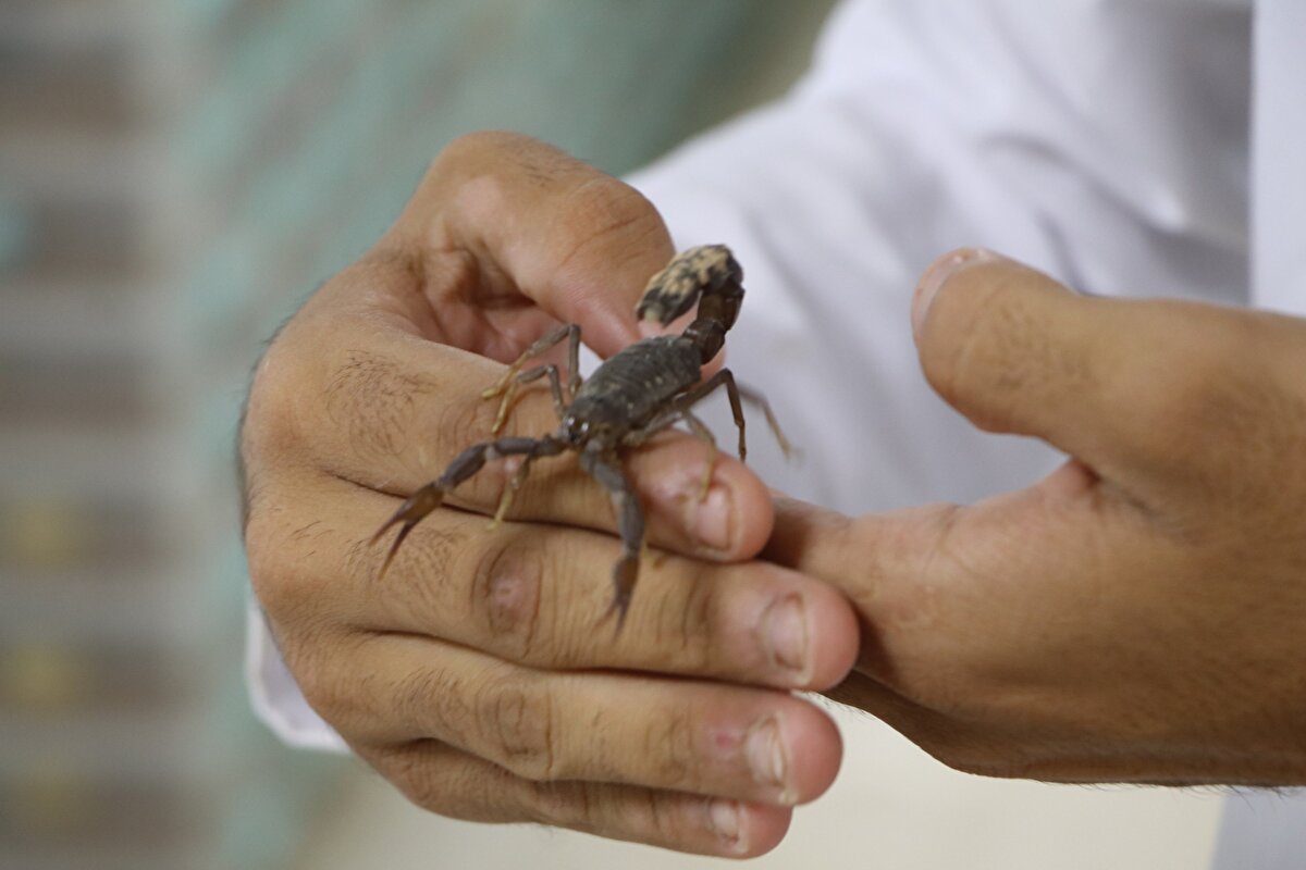 Türkiye'de bugüne kadar akrep zehrinin anti panzehir olarak kullanıldığını, kendilerinin de ilaç sektöründe kullanılmak üzere çalışma yürüttüklerini dile getiren Örenler, bakanlıklardan aldıkları izinlerle 50 bin akrebin yetiştirileceği kapasiteye sahip tesis kurduklarını dile getirdi.